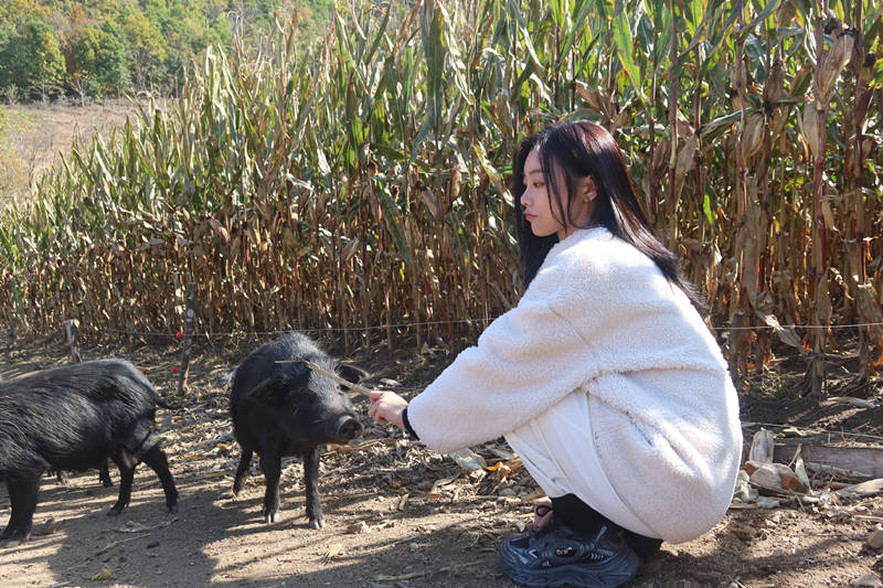 原创            女团不努力，只能去养猪，《人不怕出名猪不怕壮》开了综艺新气象