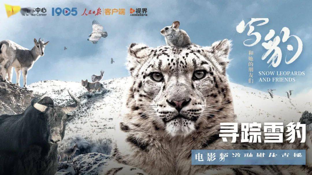 连续三天寻踪雪豹！电影频道精彩呈现《雪豹和她的朋友们》首映活动